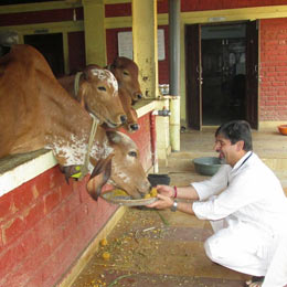 Food for 10 animals